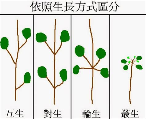 火木拱 葉子在莖或枝條上的生長位置 稱作什麼